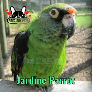 Jardine Parrot