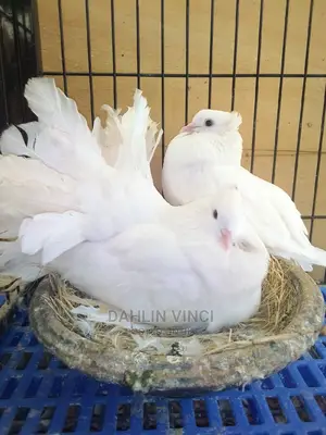 White Jumbo Size Indian Fantail Pigeons