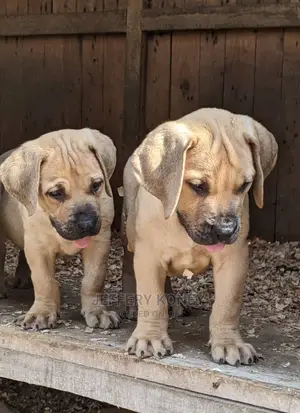 1-3 months Male Purebred Boerboel