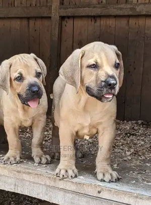 1-3 months Male Purebred Boerboel
