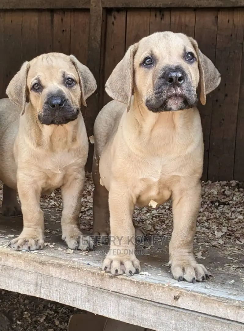1-3 months Male Purebred Boerboel