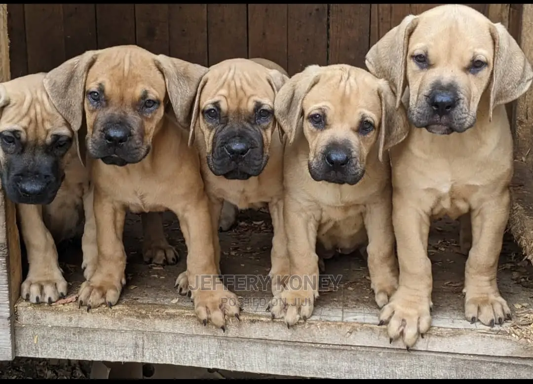 1-3 months Male Purebred Boerboel