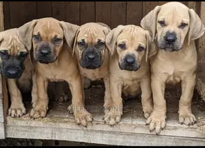 1-3 months Male Purebred Boerboel