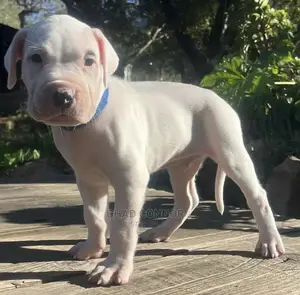 1-3 months Female Purebred Dogo Argentino