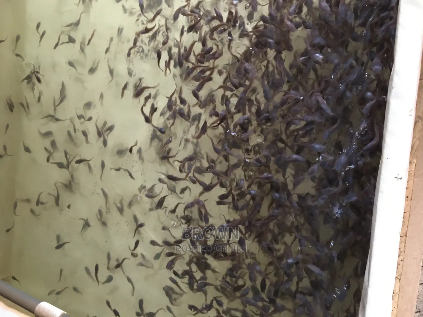 Healthy,Fast Growing Catfish Fingerlings