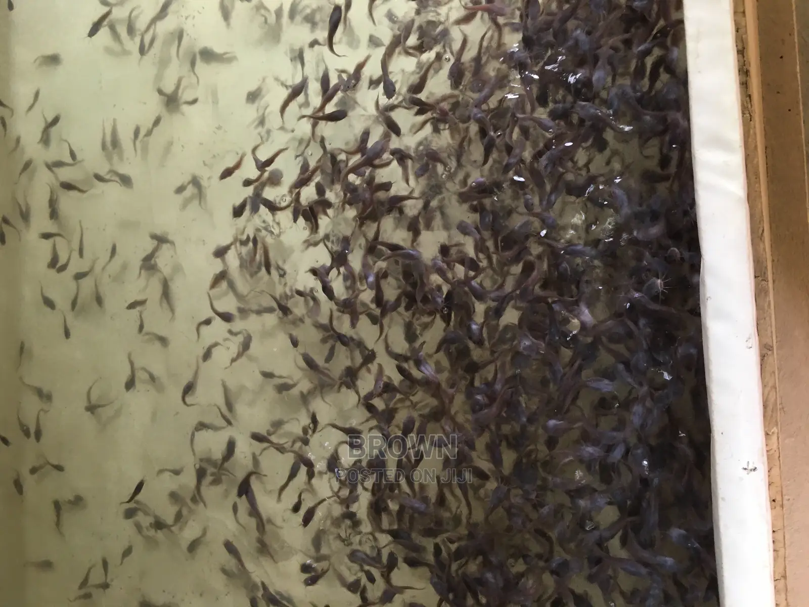 Healthy,Fast Growing Catfish Fingerlings