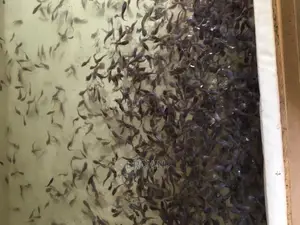 Healthy,Fast Growing Catfish Fingerlings
