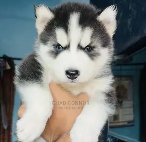 1-3 months Female Purebred Siberian Husky