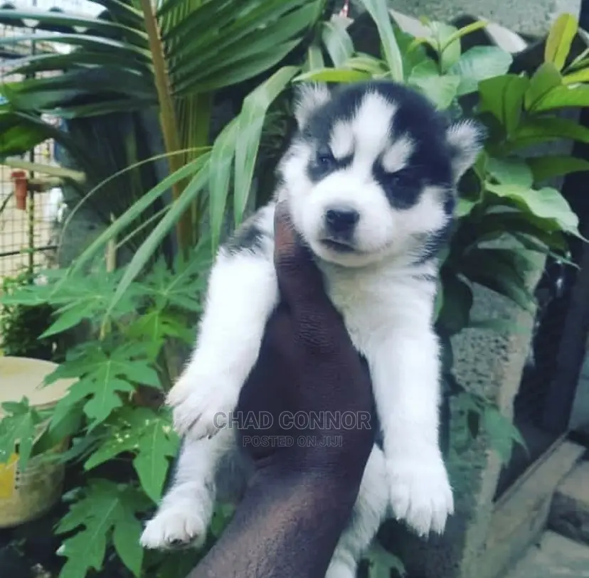 1-3 months Female Purebred Siberian Husky
