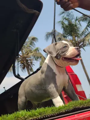 1-3 Months Male Purebred American Bully