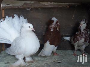 White Jumbo Size Indian Fantail Pigeons