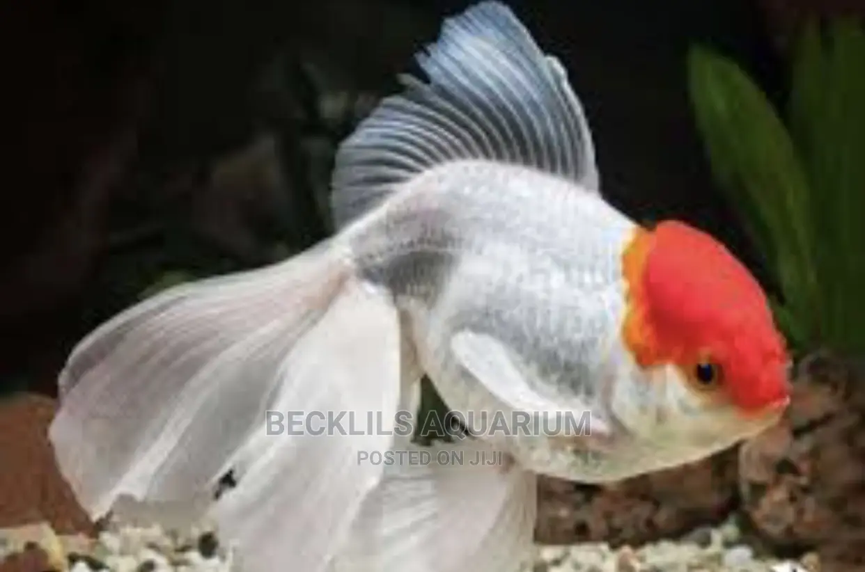 Redcap Oranda