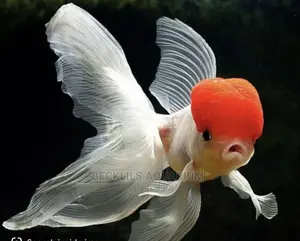 Redcap Oranda