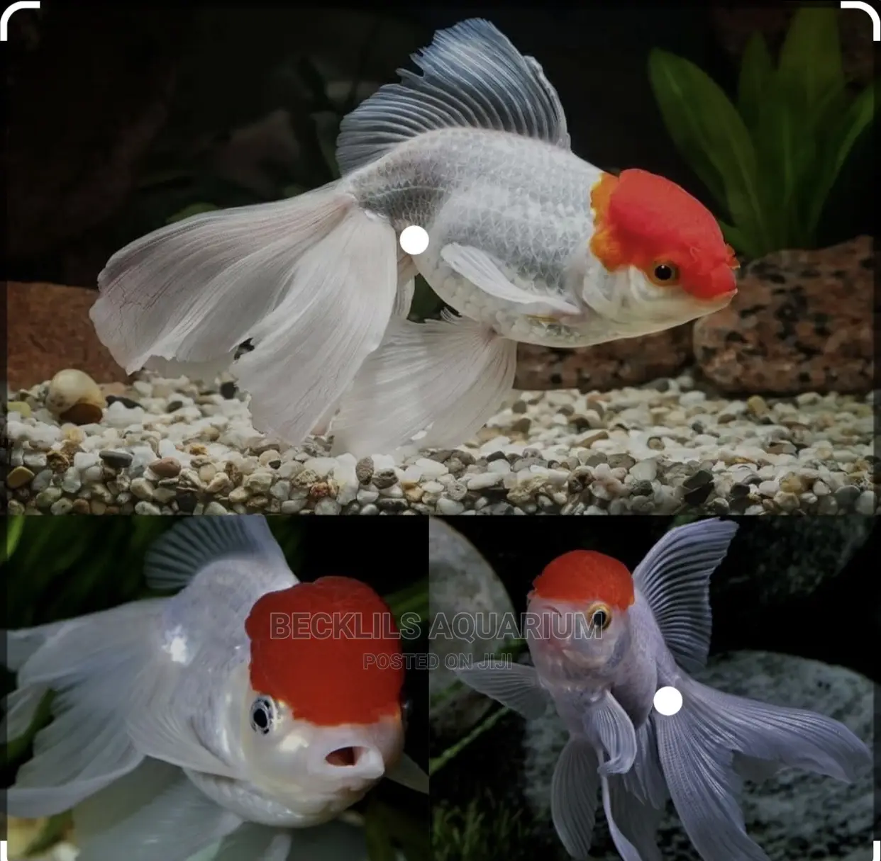 Redcap Oranda