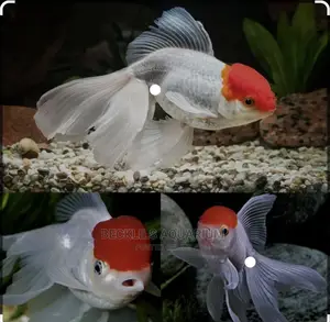 Redcap Oranda