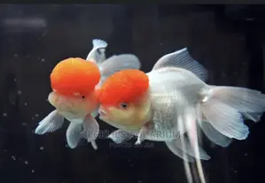 Redcap Fish