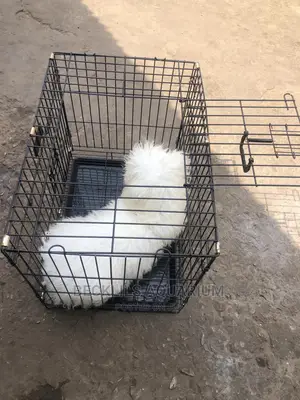 Cages For Dogs And Cat