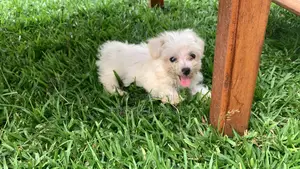 3-6 Months Male Purebred Maltese