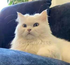 1-3 months Male Purebred Persian