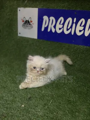 3-6 Months Male Purebred Persian
