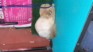 6-12 Months Male Purebred Persian