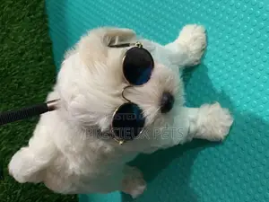 1-3 Months Male Mixed Breed Maltipoo