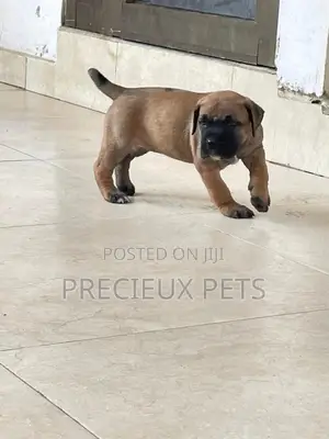 1-3 Months Male Purebred Boerboel