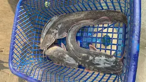 Fresh Water Cat Fish