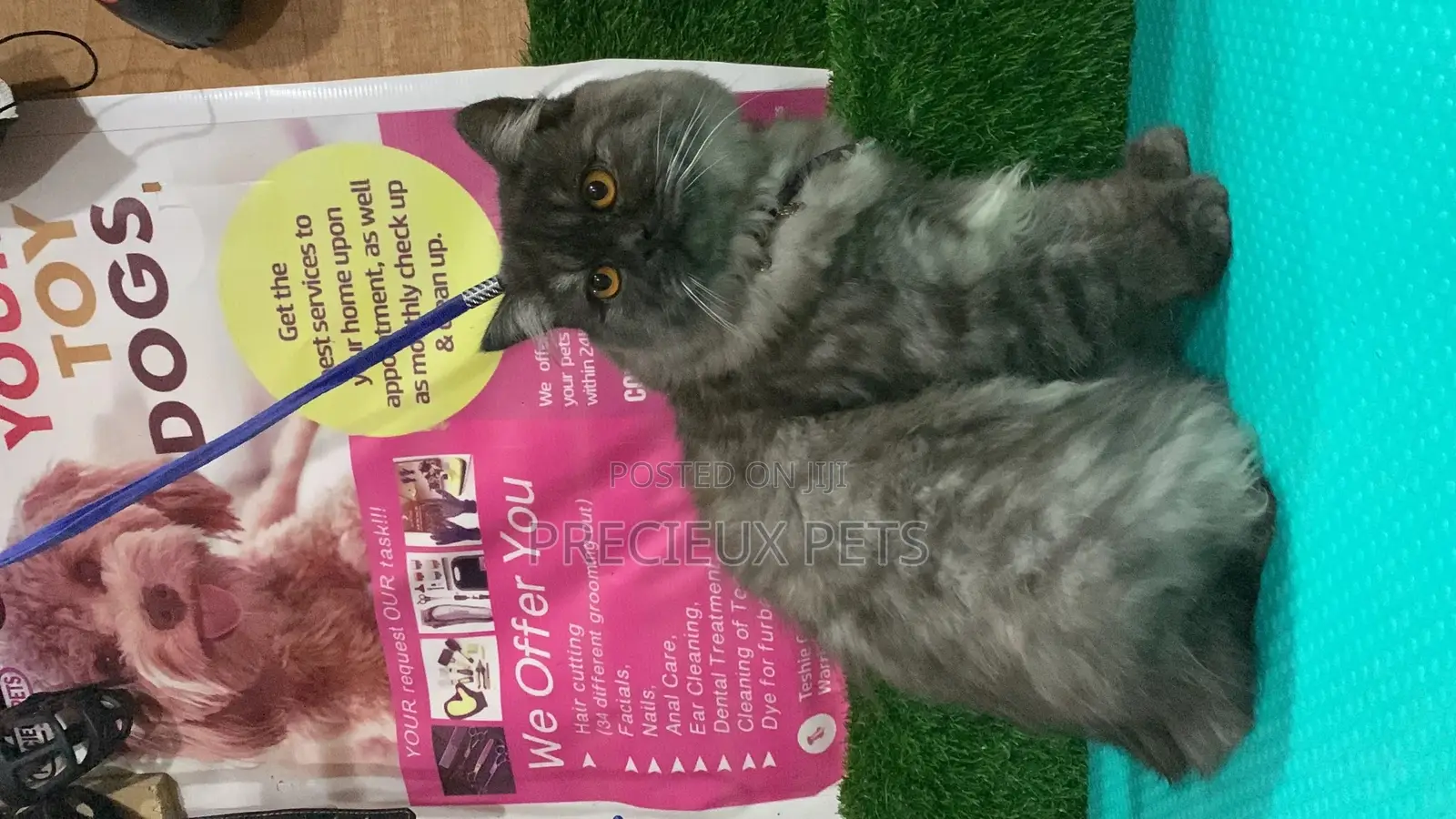 Persian Cats Mating/Crossing/ Stud Service ( Mr Greyhound)