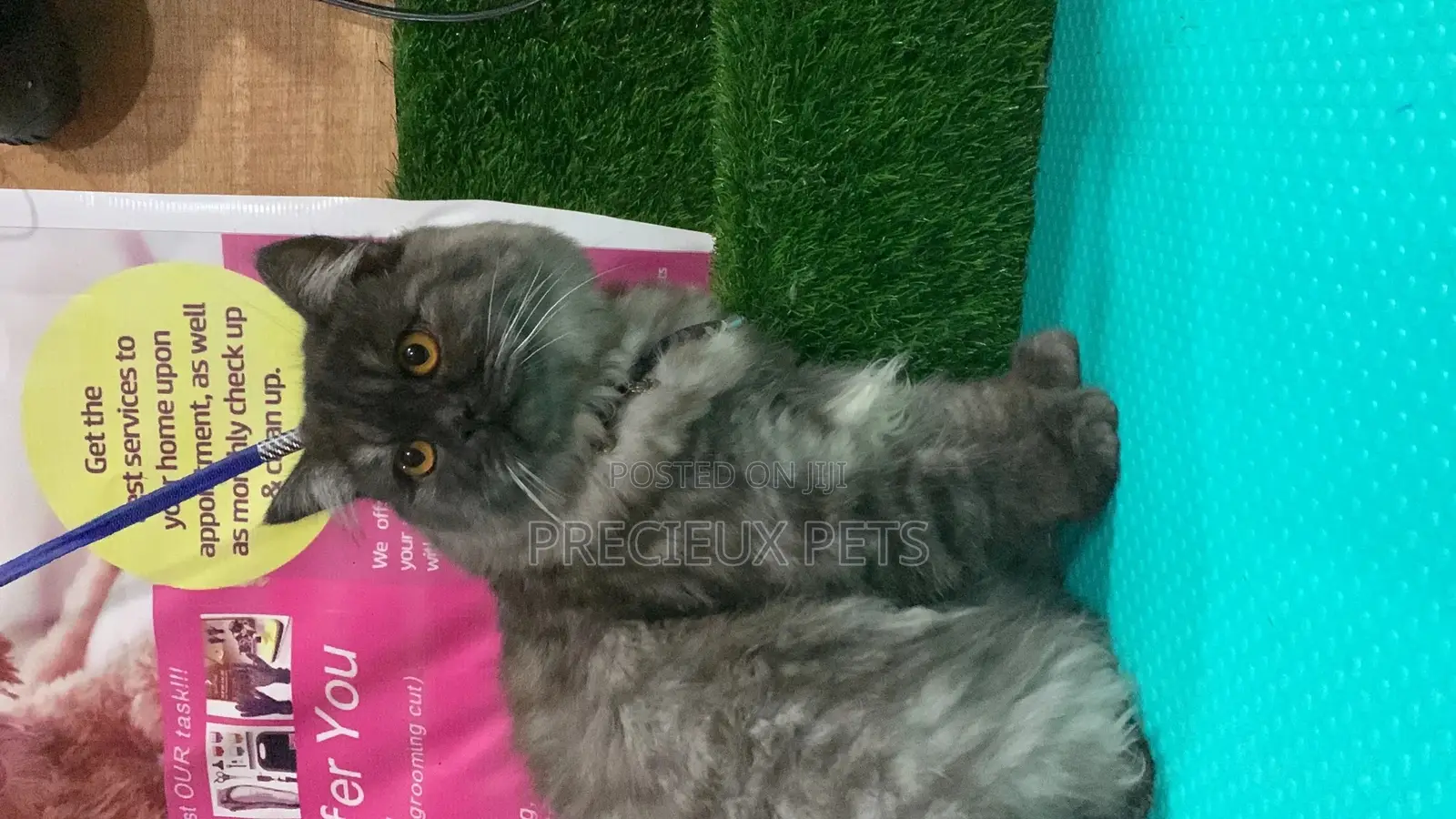 Persian Cats Mating/Crossing/ Stud Service ( Mr Greyhound)
