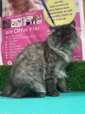 Persian Cats Mating/Crossing/ Stud Service ( Mr Greyhound)
