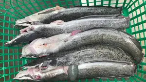 Point And Kill Cat Fish