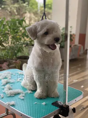 Home Service Grooming Appointment-Deluxe Package