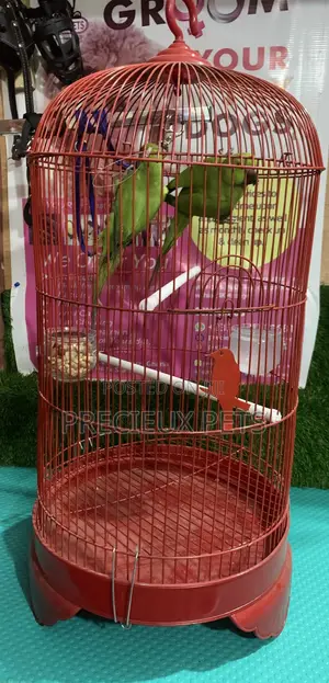 Pair of Longtail Parrots