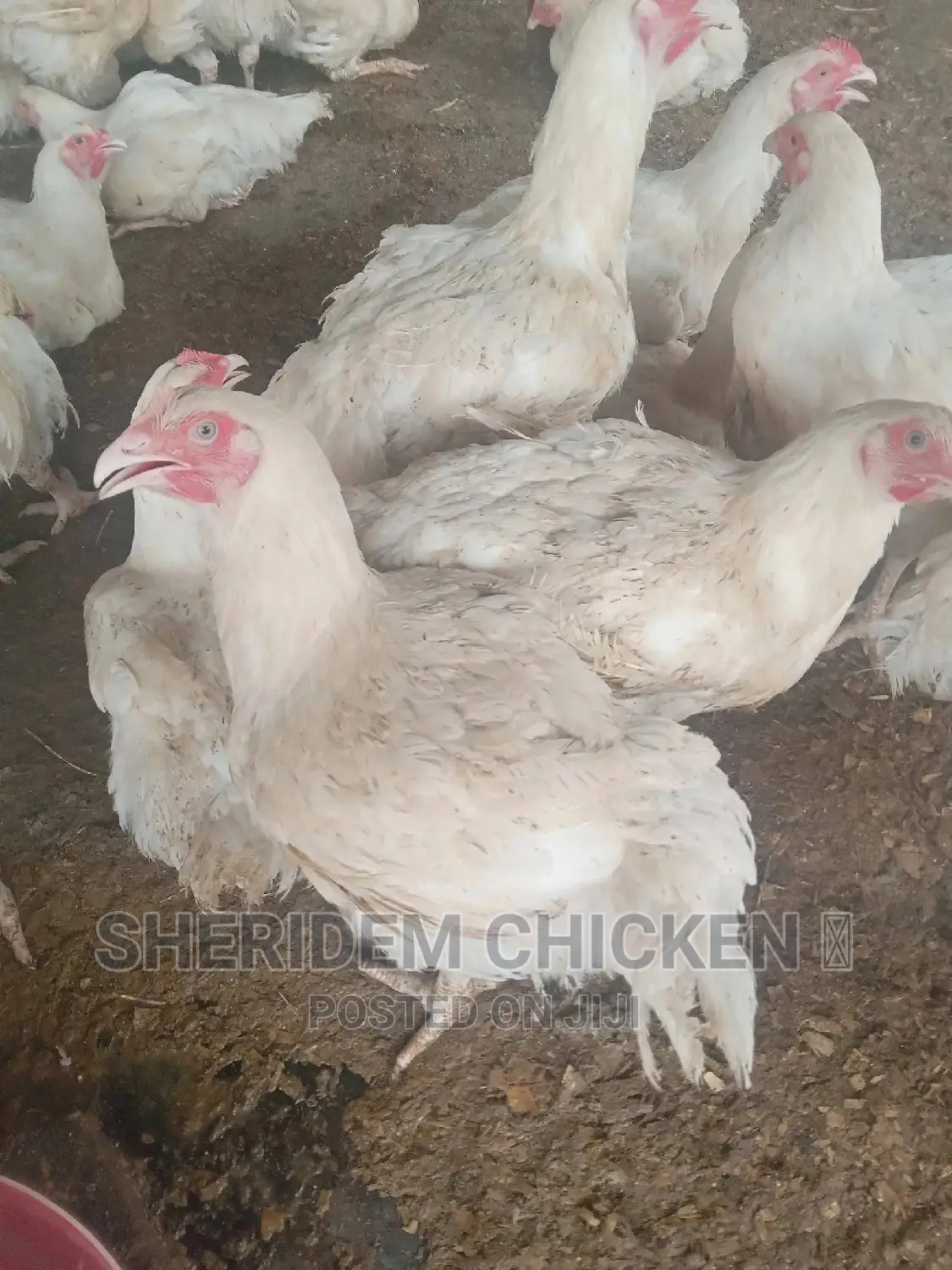 Hot Sale Broilers, Healthy, and Lively.