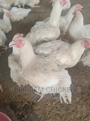 Hot Sale Broilers, Healthy, and Lively.