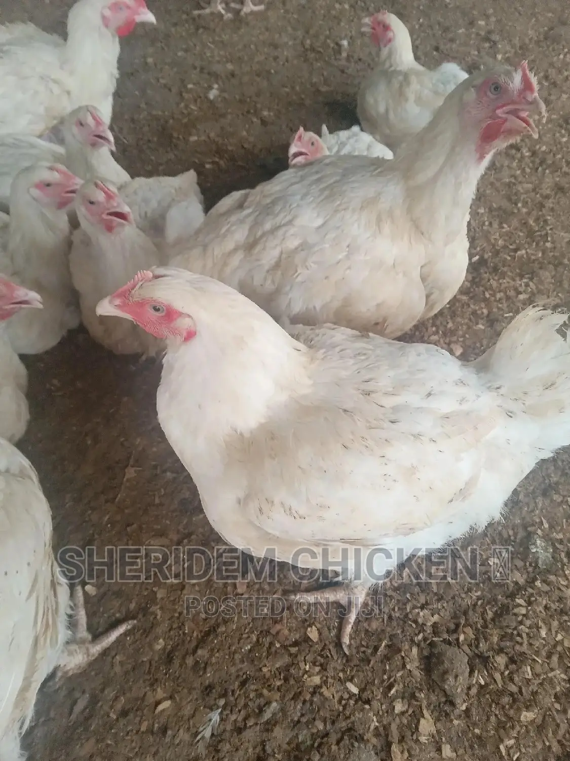 Hot Sale Broilers, Healthy, and Lively.