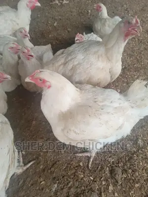 Hot Sale Broilers, Healthy, and Lively.