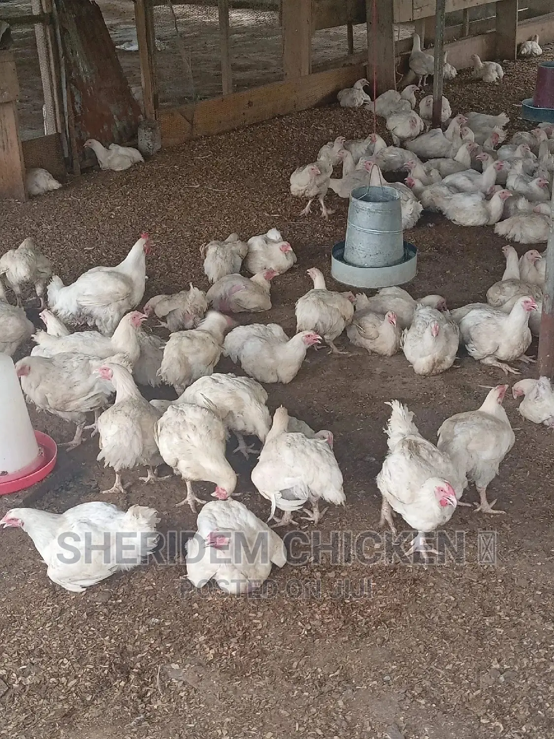 Hot Sale Broilers, Healthy, and Lively.