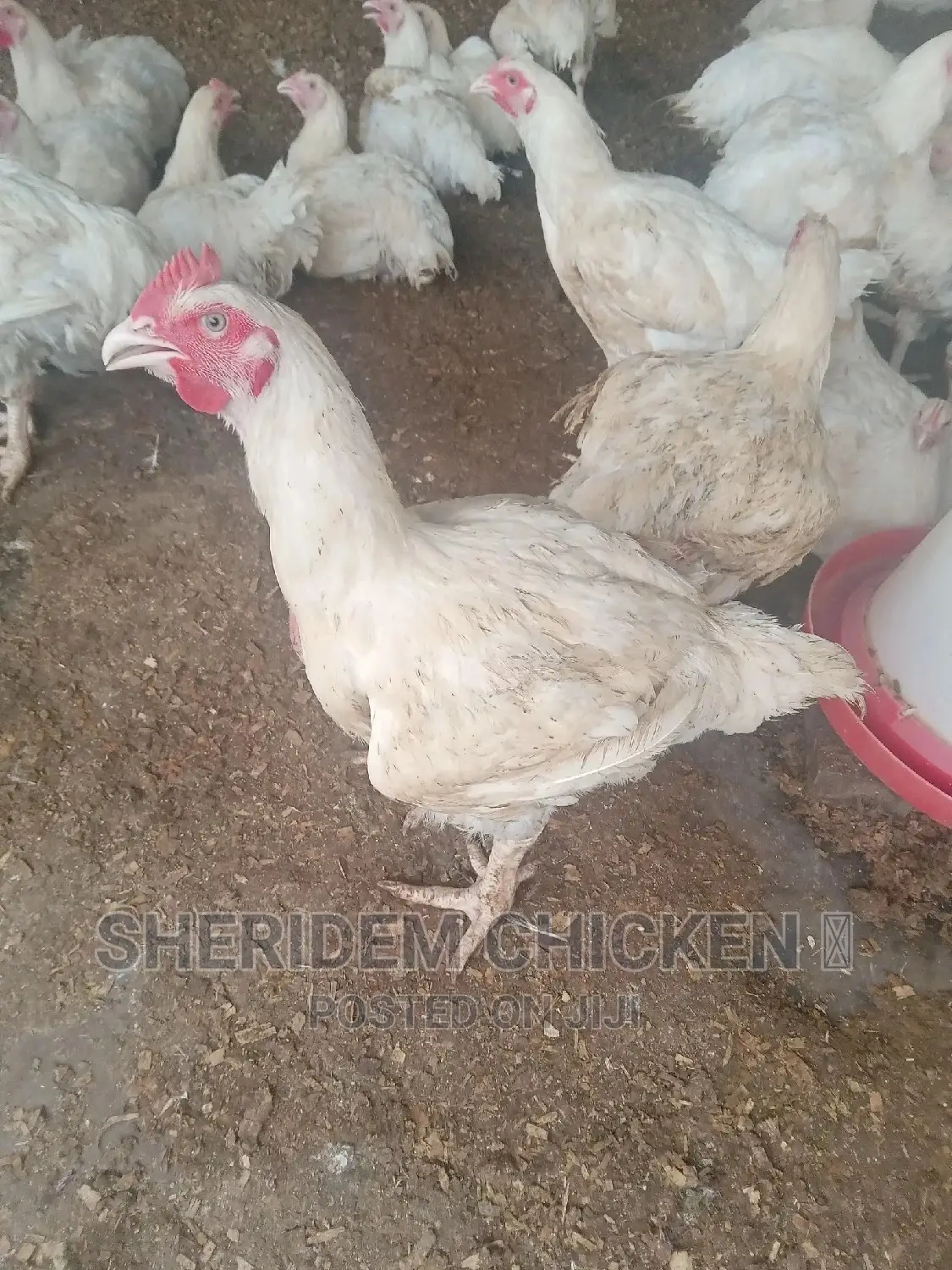 Hot Sale Broilers, Healthy, and Lively.