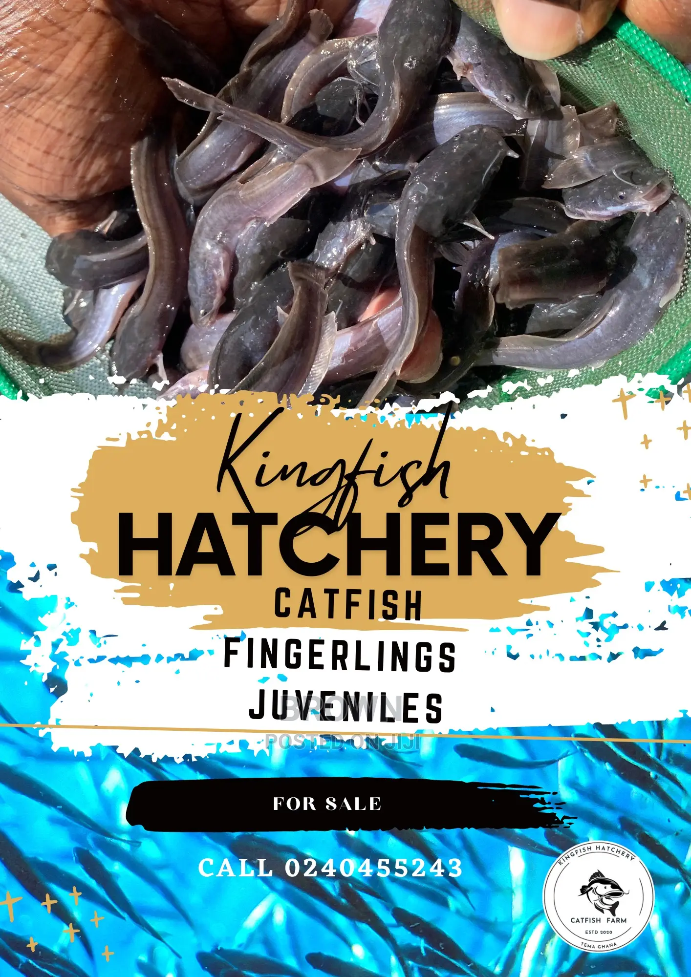 Healthy,Fast Growing Catfish Fingerlings