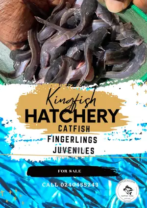 Healthy,Fast Growing Catfish Fingerlings