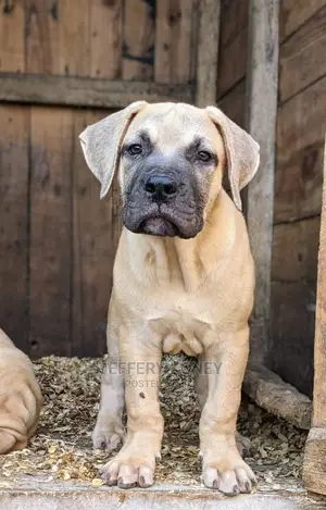 1-3 months Male Purebred Boerboel