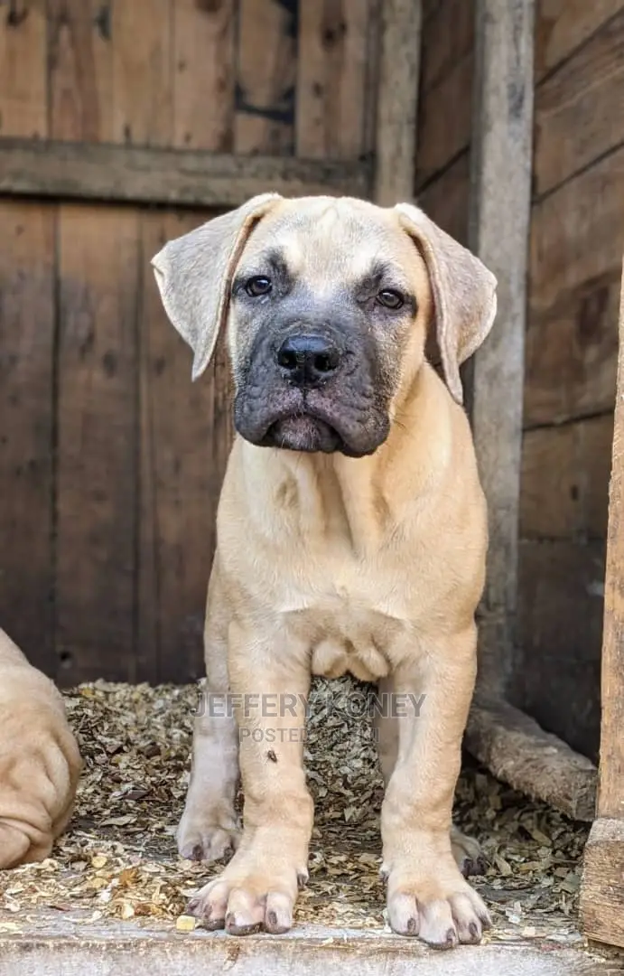 1-3 months Male Purebred Boerboel