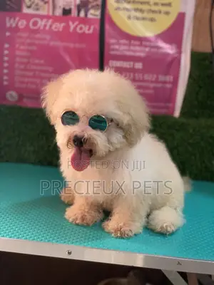 3-6 Months Male Mixed Breed Maltipoo