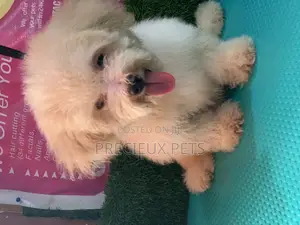 3-6 Months Female Mixed Breed Maltipoo