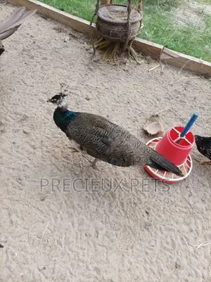Young Male Peacock