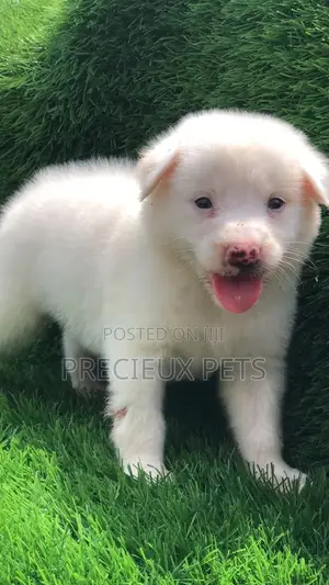 1-3 Months Male Purebred American Eskimo