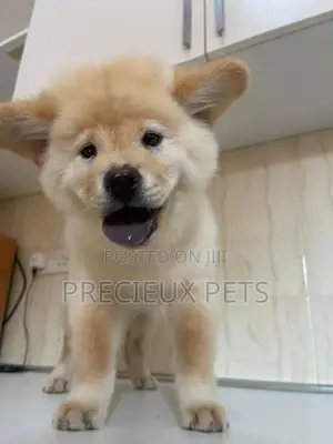 1-3 Months Male Purebred Chow Chow