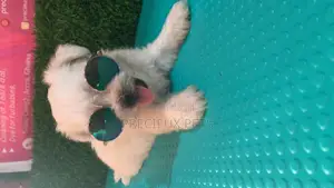 0-1 Month Male Mixed Breed Maltipoo